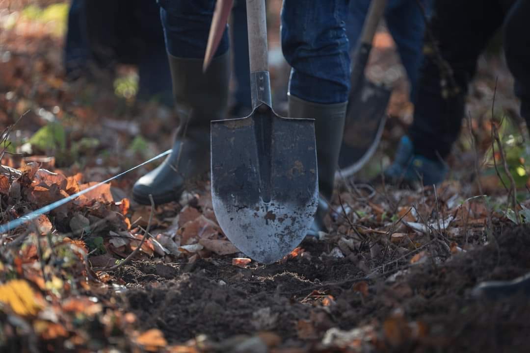 8.000 de arbori au fost plantați în pădurea Snagov, în numai 5 ore