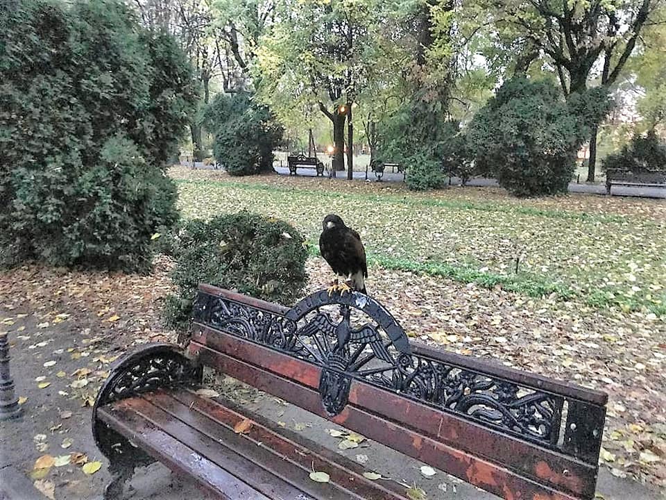 Soluția găsită de Primăria Capitalei pentru a alunga ciorile din Cișmigiu: „Zona parcului a fost survolată de păsări răpitoare”