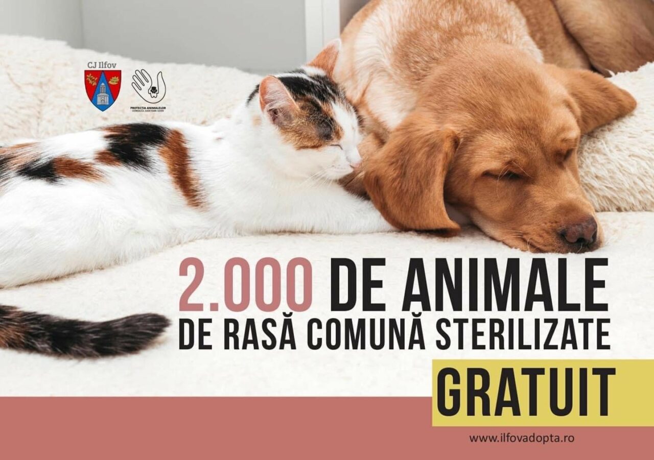 Peste 2000 de animale de rasă comună au fost sterilizate gratuit în Ilfov