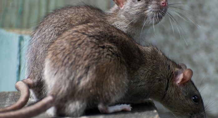 Șobolanii din India ar fi mâncat 200 de kilograme de cannabis confiscat, susțin polițiștii: „Sunt animale mici și nu se tem de poliție”