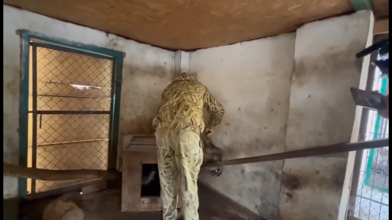 Soldații ruși au fost filmați în timp de furau animale de la grădina zoologică din Herson. Au luat ratoni, lupi, păuni, o lamă și un măgar