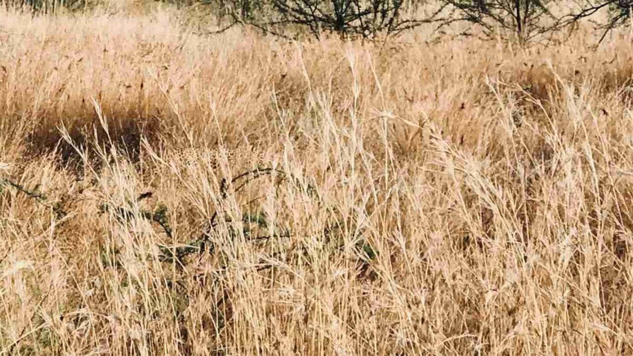 Iluzie optică virală | Ce animal se ascunde în această fotografie?