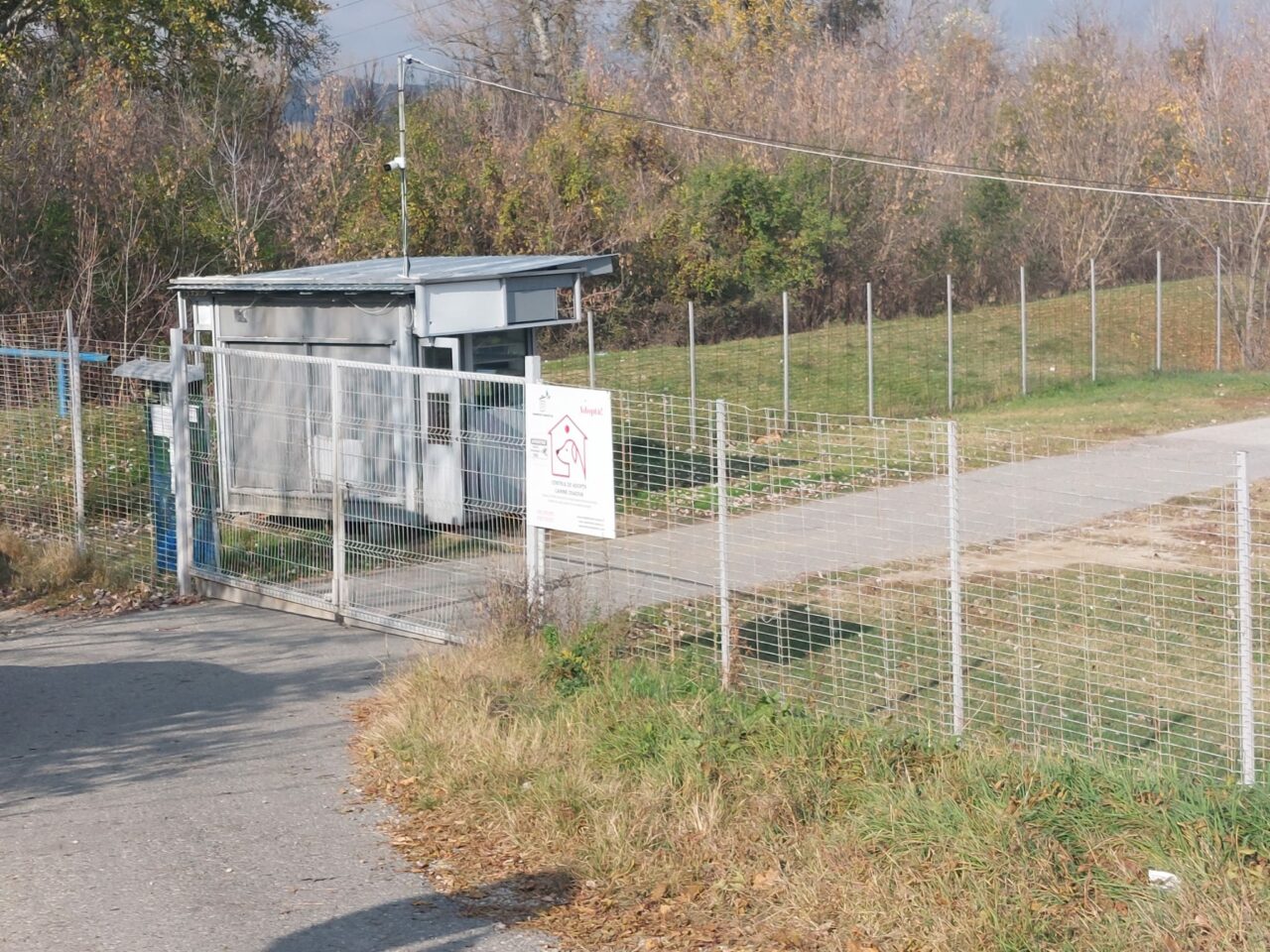 Activitatea singurului adăpost de câini din Craiova a fost suspendată. Cetățenii se plâng că străzile sunt pline de maidanezi | Galerie FOTO