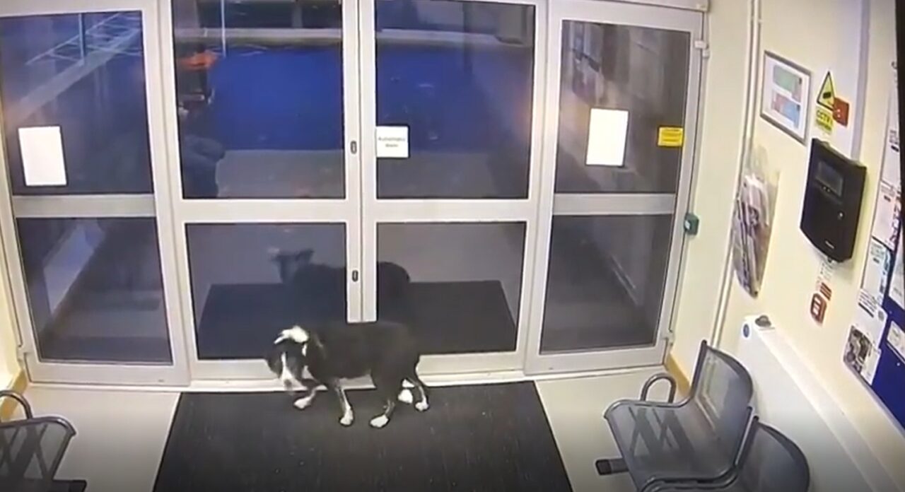 VIDEO | Un câine pierdut s-a dus singur la secția de poliție. Imagini virale
