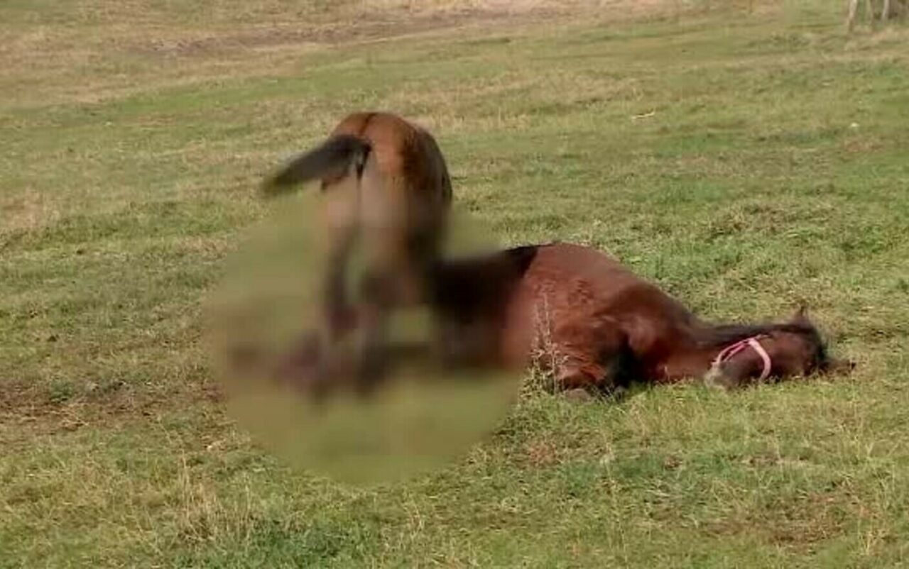 Cal din Iași, eutanasiat după ce a fost găsit cu răni de secure şi fracturi grave la un picior. Suspect este un bărbat, acuzat în trecut că ar fi provocat și moartea unei vaci 