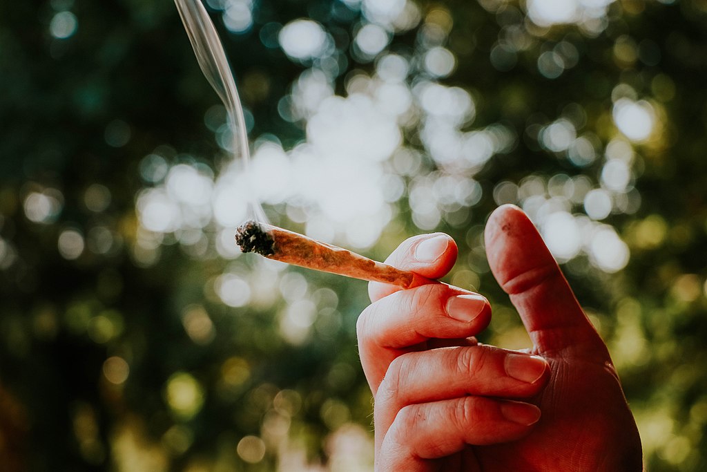 FOTO. Percheziții la un profesor de engleză din Bacău care ar fi cultivat de canabis și apoi vindea gramul cu 70 de lei (Surse)