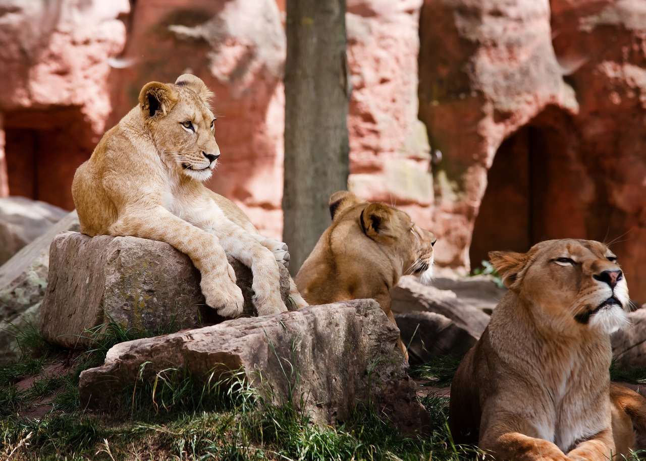 Au fost momente de panică la ZOO Sydney, după ce cinci lei au scăpat din cușcă. Vizitatorii au fost duși de urgență în zone sigure
