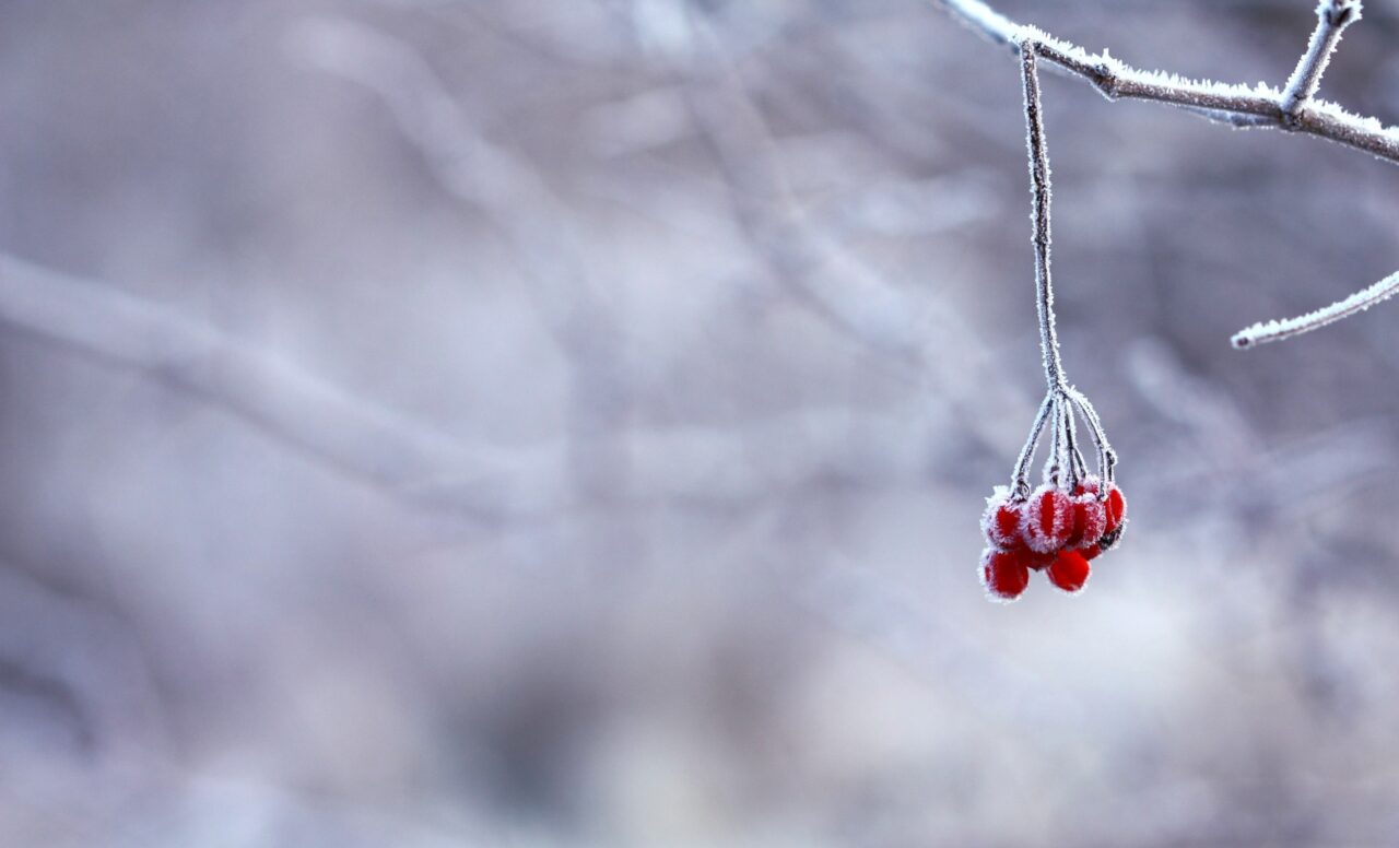 Iarna pune stăpânire pe România. Prognoza meteo pentru următoarele două săptămâni