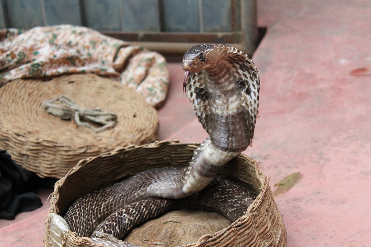 Un șarpe Cobra a murit după ce a fost mușcat de un copil de 8 ani din India. Reptila i se încolăcise în jurul brațului și l-a mușcat, la rândul ei