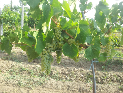 Vinul românesc și schimbările climatice