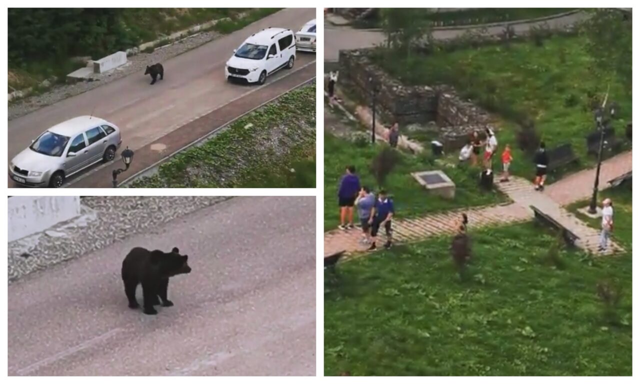 VIDEO | Un urs a ieșit la plimbare în Predeal, la doar câțiva metri de un parc în care se aflau copii și părinți
