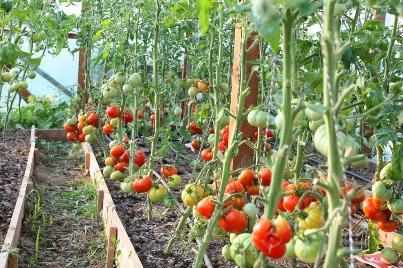 A fost aprobat programul de susținere a producției de tomate în spații protejate pentru 2023