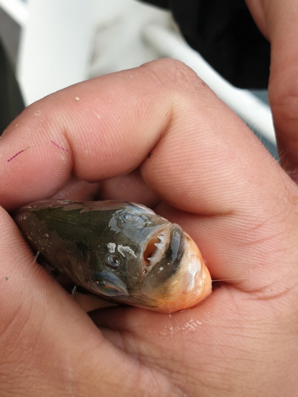 Pește Piranha descoperit în Crișul Repede: „Sper să fi fost un accident, specia asta este un pericol pentru ecosistemul indigen”