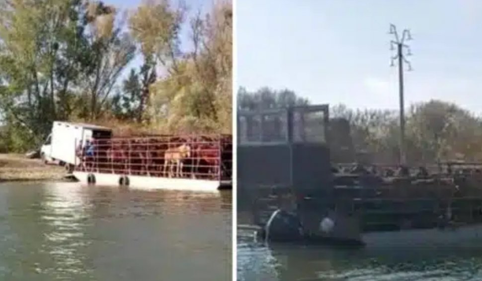 VIDEO | Caii din Delta Dunării, în continuare dispăruți fără urmă! Grupul S.O.S Caii Deltei face un apel disperat către autoritățile din România