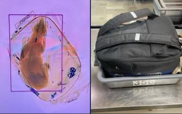 Agenții de Securitate de pe un aeroport din Wisconsin au descoperit un câine într-un bagaj, după ce luna trecută au găsit o pisică vie într-o valiză
