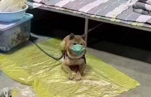 Un câine din China care a fost testat pozitiv cu Covid, a fost plasat în carantină: „A fi blănos nu este o scuză”