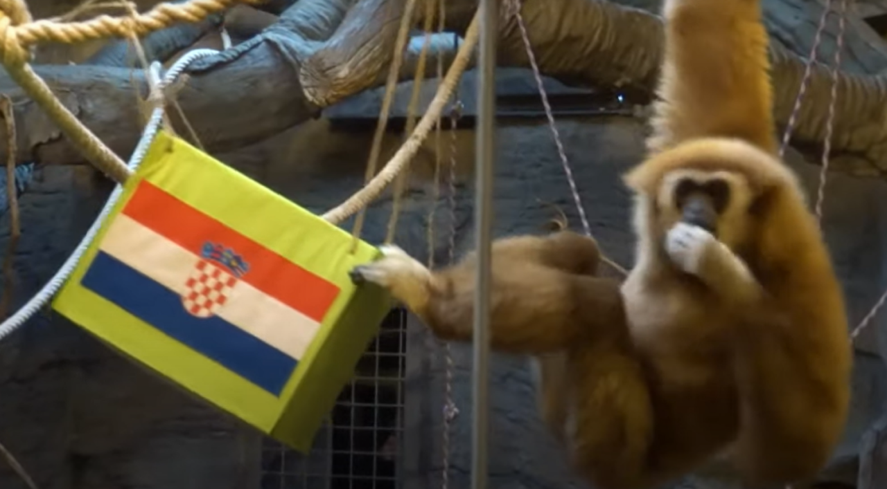 Un gibon de la Grădina Zoologică din Zagreb prezice victoria Croației în fața Argentinei: „Știe despre ce vorbește”