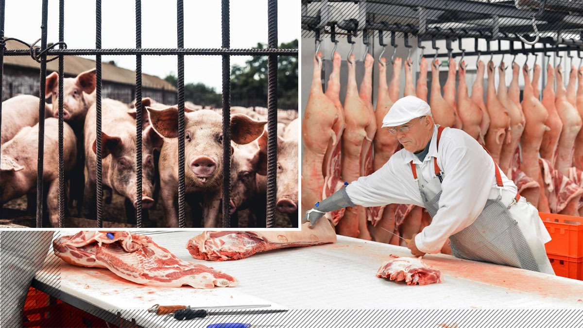 EXCLUSIV VIDEO | Masa de Crăciun a românilor, cu carne de porc din import. Doar 20% din carnea pe care o cumpărăm din magazine pentru sărbători este de la producătorii români 