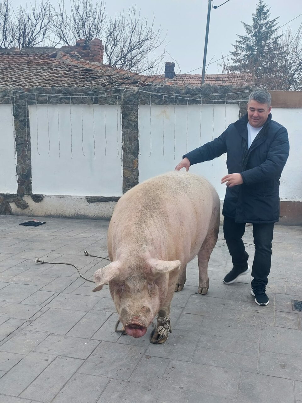 FOTO | Cel mai mare porc de Crăciun de anul acesta a fost sacrificat astăzi la Craiova. Marcel cântărea peste 714 kilograme
