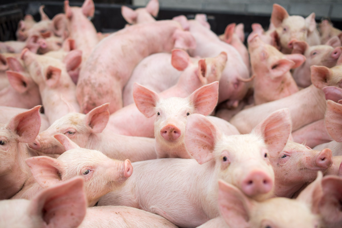 Oamenii de la țară își vând porcii pe sub mână! Ca să fenteze restricțiile impuse de pesta porcină, gospodarii își vând animalele direct din curte