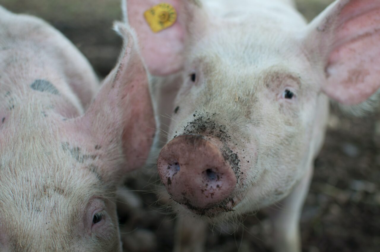 Cât se pierde din greutatea porcului după tăiere. Cu câtă carne rămânem după ce cumpărăm porc „în viu”