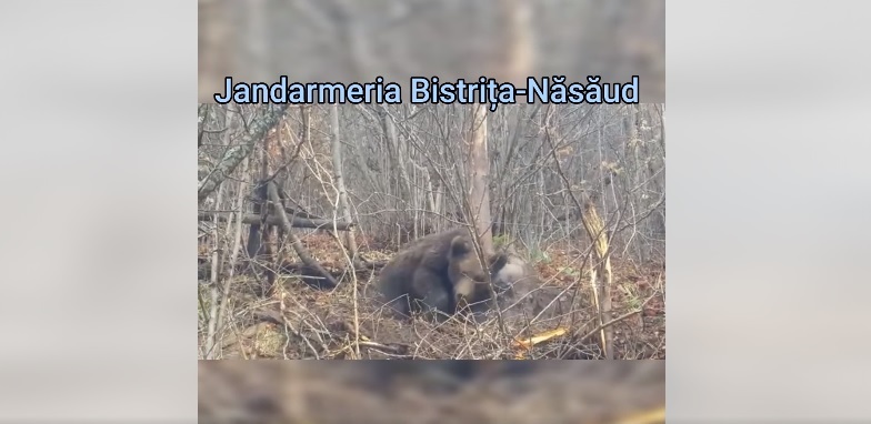VIDEO | Un urs tânăr a fost salvat de jandarmi în prima zi de Crăciun, după ce rămăsese prins într-un laț de sârmă. Cum s-a derulat intervenția de eliberare a animalului sălbatic