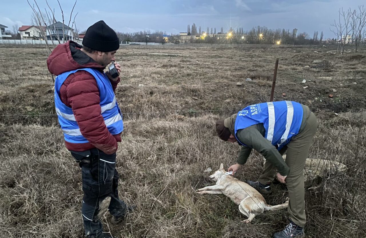 Ce salariu încasează un angajat la Autoritatea pentru Supravegherea şi Protecţia Animalelor (ASPA). La sumă se mai adaugă și alte sporuri