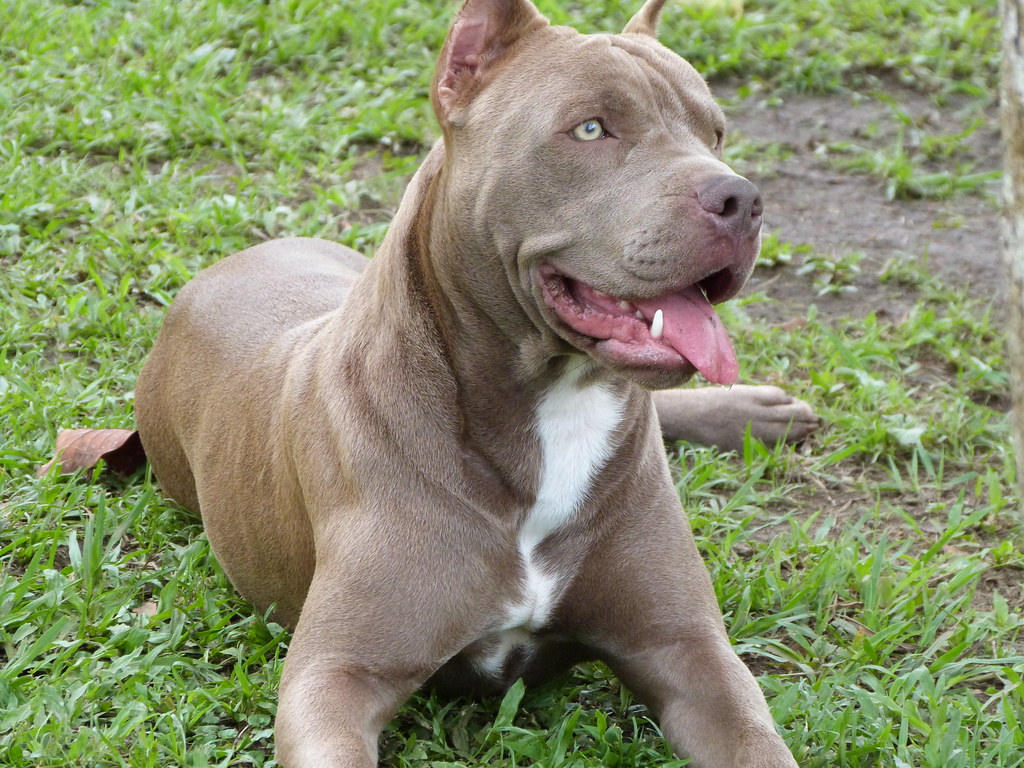 Câine pitbull, cu urechile tăiate, capturat lângă o grădiniță din Deva. Un bărbat a fost atacat