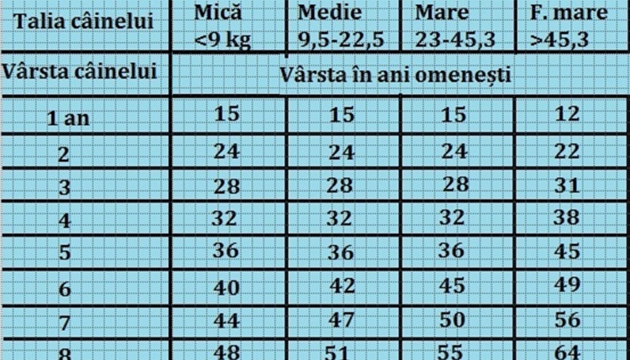 Tabelul vârstei câinilor în ani omenești. Află câți ani ar avea cățelul tău dacă ar fi om, în funcție de rasa lui
