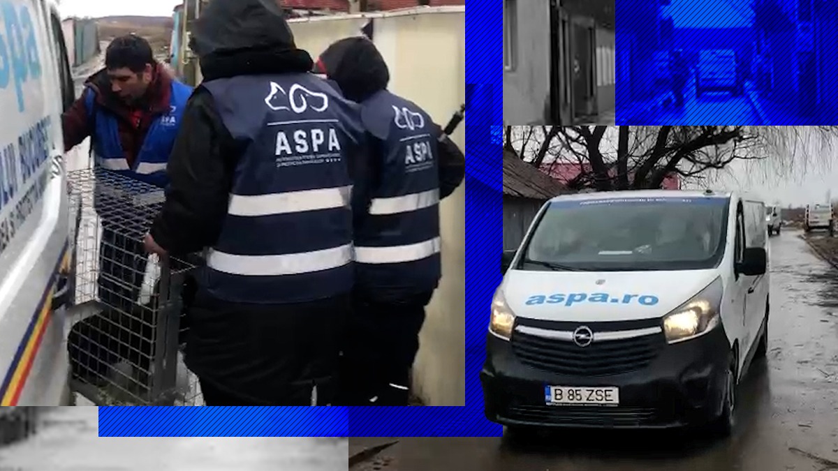 ASPA continuă capturarea maidanezi din zona Lacul Morii. Câți câini au fost strânși în ultimul an