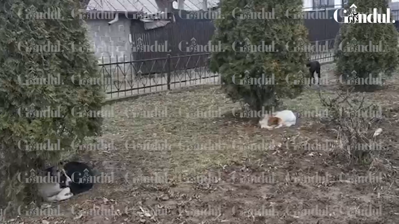 O haită de câini a apărut la capela unde este depusă Ana Oros. Poliția Locală a chemat ASPA | VIDEO