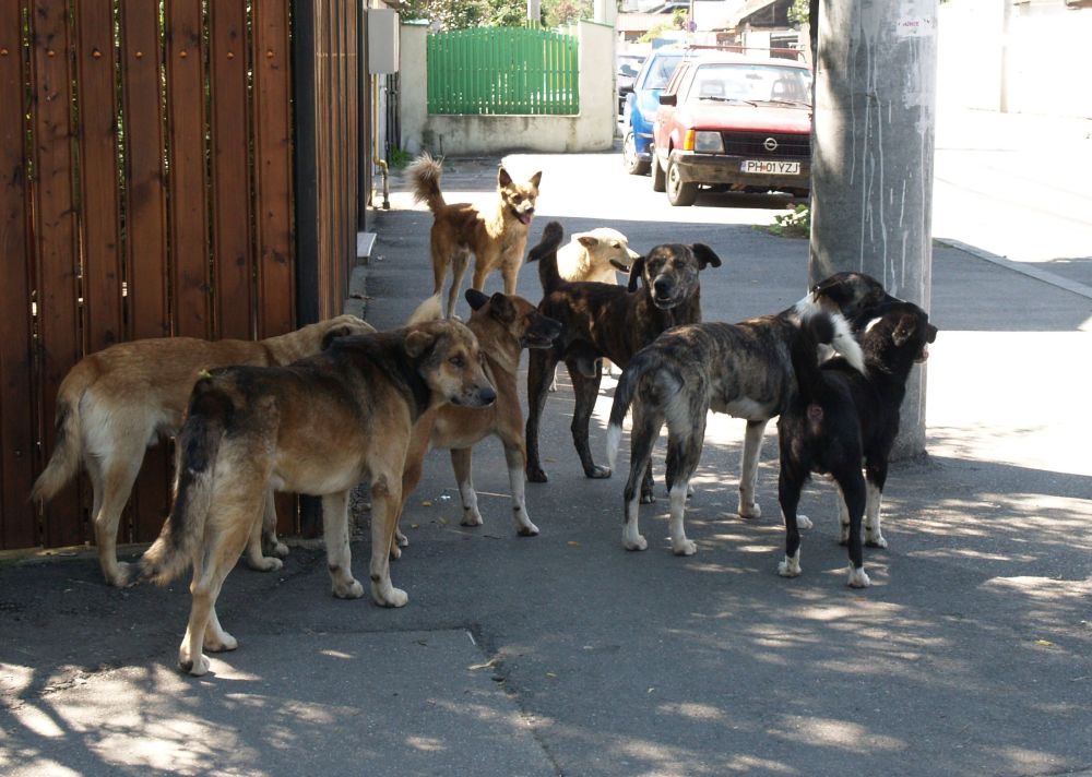 Copil de 13 ani din București, atacat de șase câini maidanezi, într-o comună din Teleorman