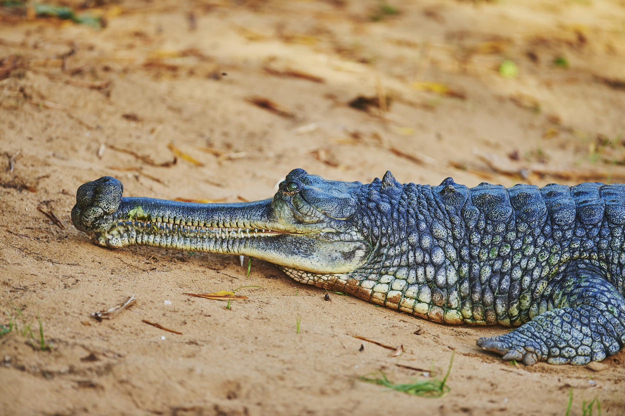 Copil de 12 ani, atacat de un CROCODIL în timp ce înota/Peste 100.000 de crocodili împânzesc zona