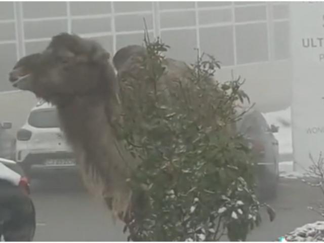 VIDEO | Apariție neobișnuită în Cluj Napoca. O cămilă ia prânzul printre fulgii de zăpadă, în plină stradă