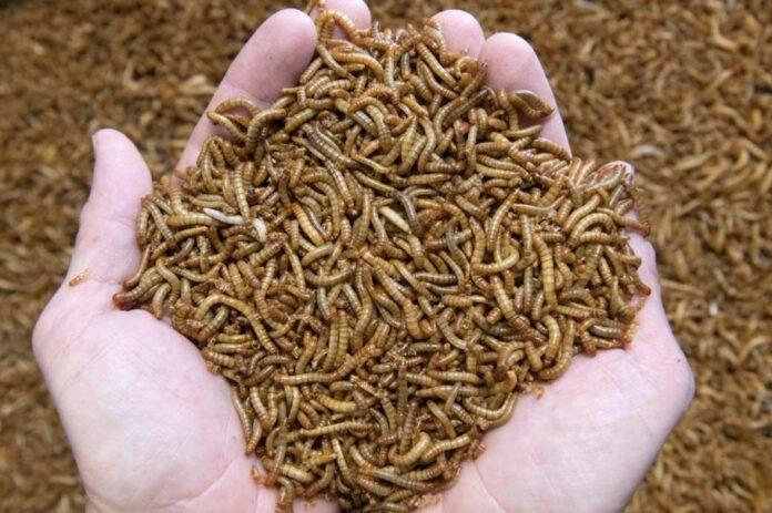 Noua delicatesă din bucătării! Larva gândacului de bălegar, autorizată ca hrană de Comisia Europeană