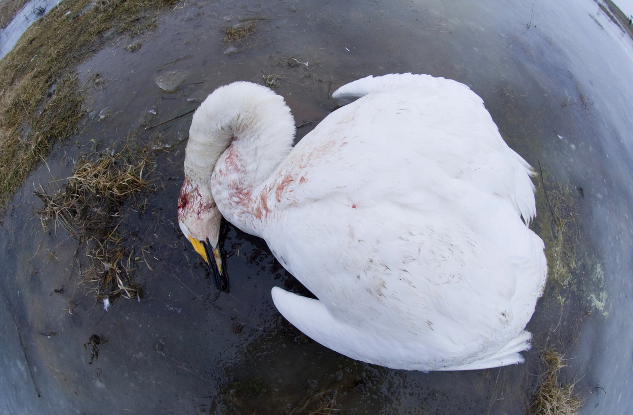 Alertă de gripă aviară în județul Suceava. Mai multe lebede au fost găsite moarte pe un iaz