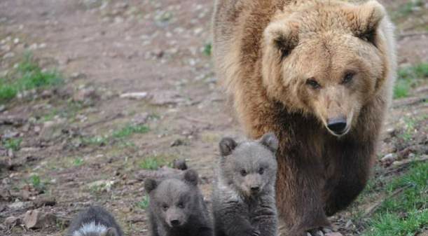 Adolescent, transportat la spital cu răni grave, după ce a fost atacat de o ursoaică. Cum a reușit să scape din ghearele animalului