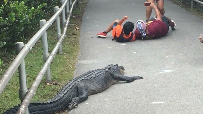 Gest inconștient făcut de doi turiști din FLORIDA! S-au întins în fața unui aligator pentru a face un selfie cu acesta