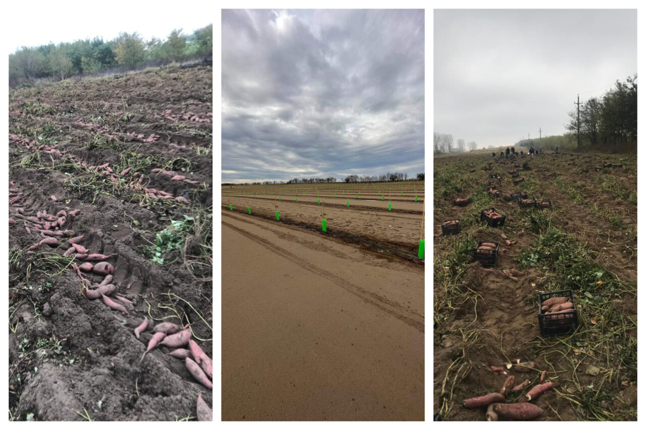VIDEO | Crește suprafața de terenuri aride în Dolj. Zona Dăbuleni-Călărași, Sahara Olteniei