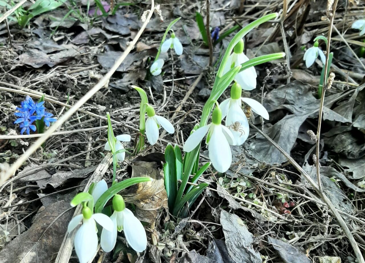 Temperaturi de aprilie în București. PROGNOZA meteo specială pentru Capitală