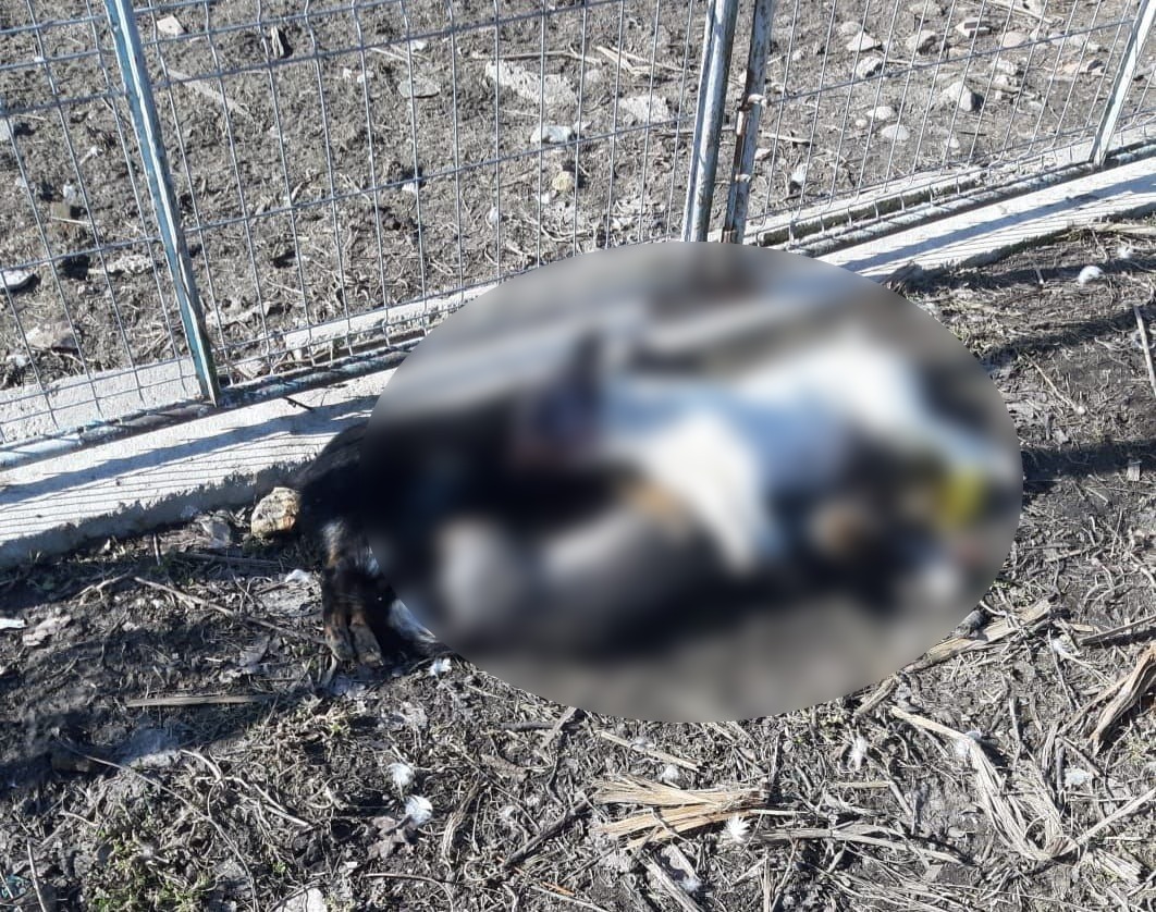 A chemat veterinarul să-i vadă câinii și acesta i-a UCIS. Polițiștii au întocmit un dosar penal 