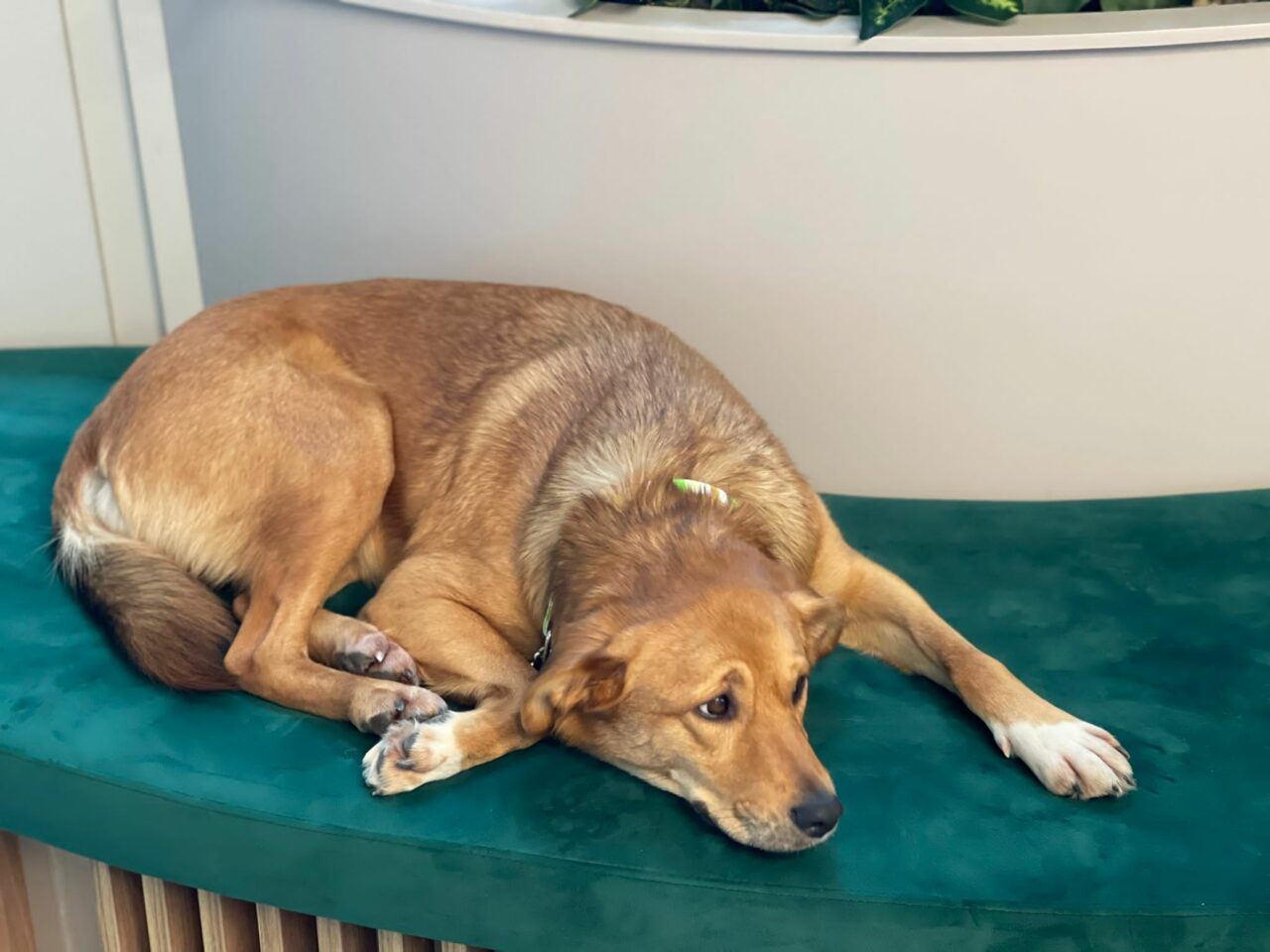 LAIKA – sufletul speranței de la VITALITAS (P)