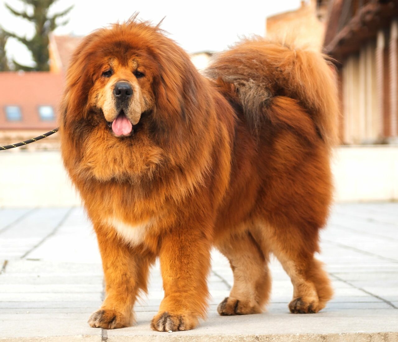 FOTO | Cel mai frumos Mastiff Tibetan din lume, Boss Phantom, împlineşte 6 ani. Ce RECORDURI a doborât