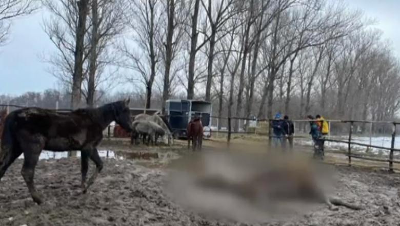 Zeci de cai și câini, lăsați să moară de FOAME, în Ilfov! Animalele mâncau pământ ca să supraviețuiască