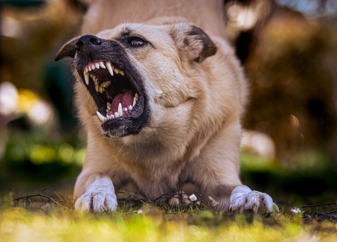 Femeie din Galați, sfâșiată de câini, în timp ce culegea urzici / Medicii spun că este în stare GRAVĂ, cu răni la cap și pe corp
