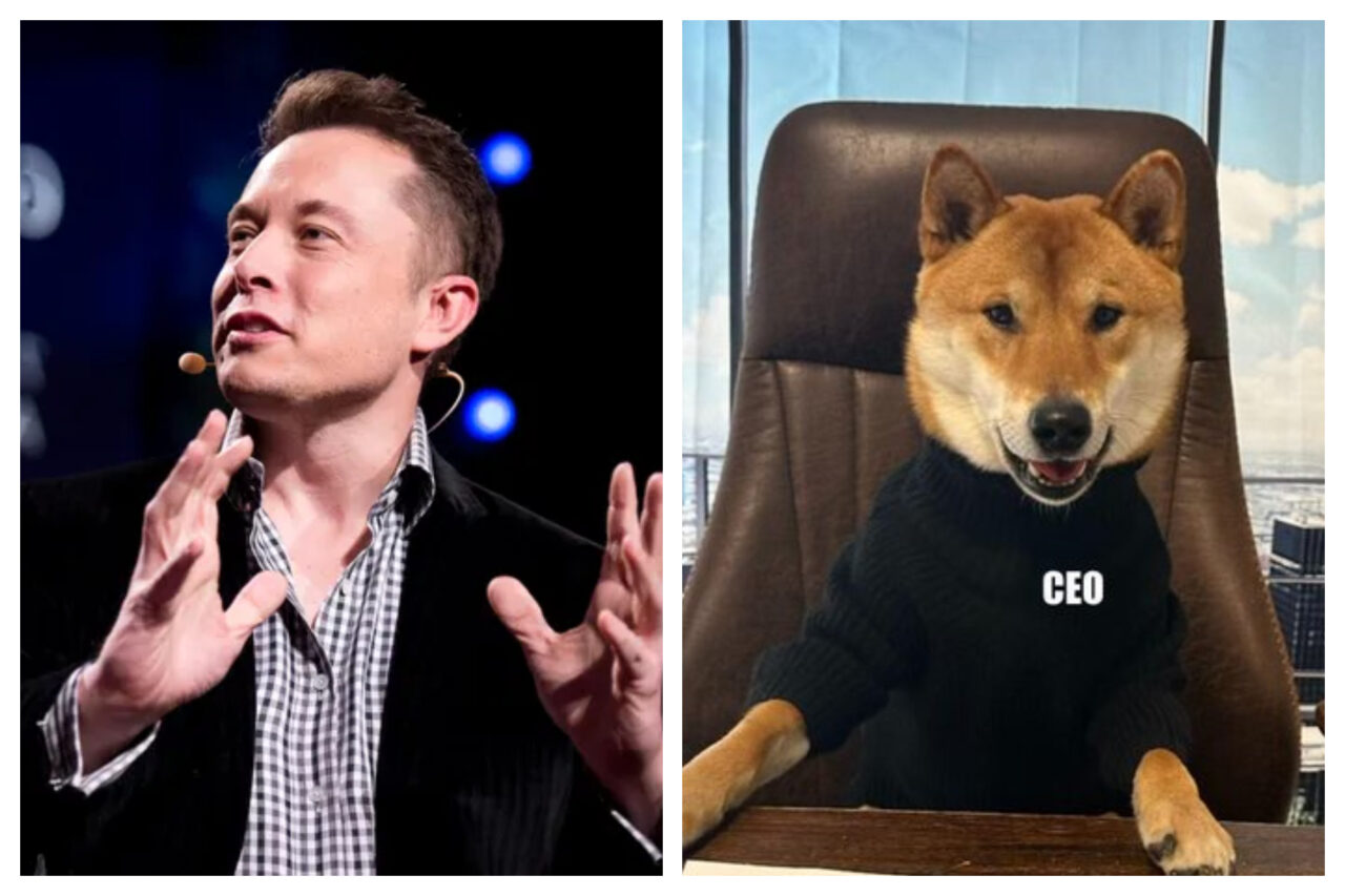 Elon Musk a ales un câine în funcția de CEO al Twitter. „Este grozav. Mult mai bun decât ultimul!”