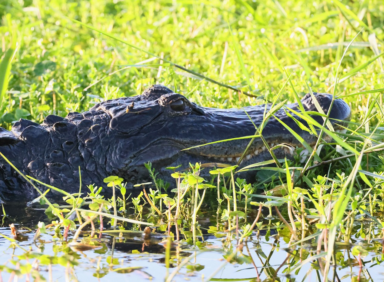 O femeie a ieșit să își plimbe câinele, dar a sfârșit ucisă de un ALIGATOR