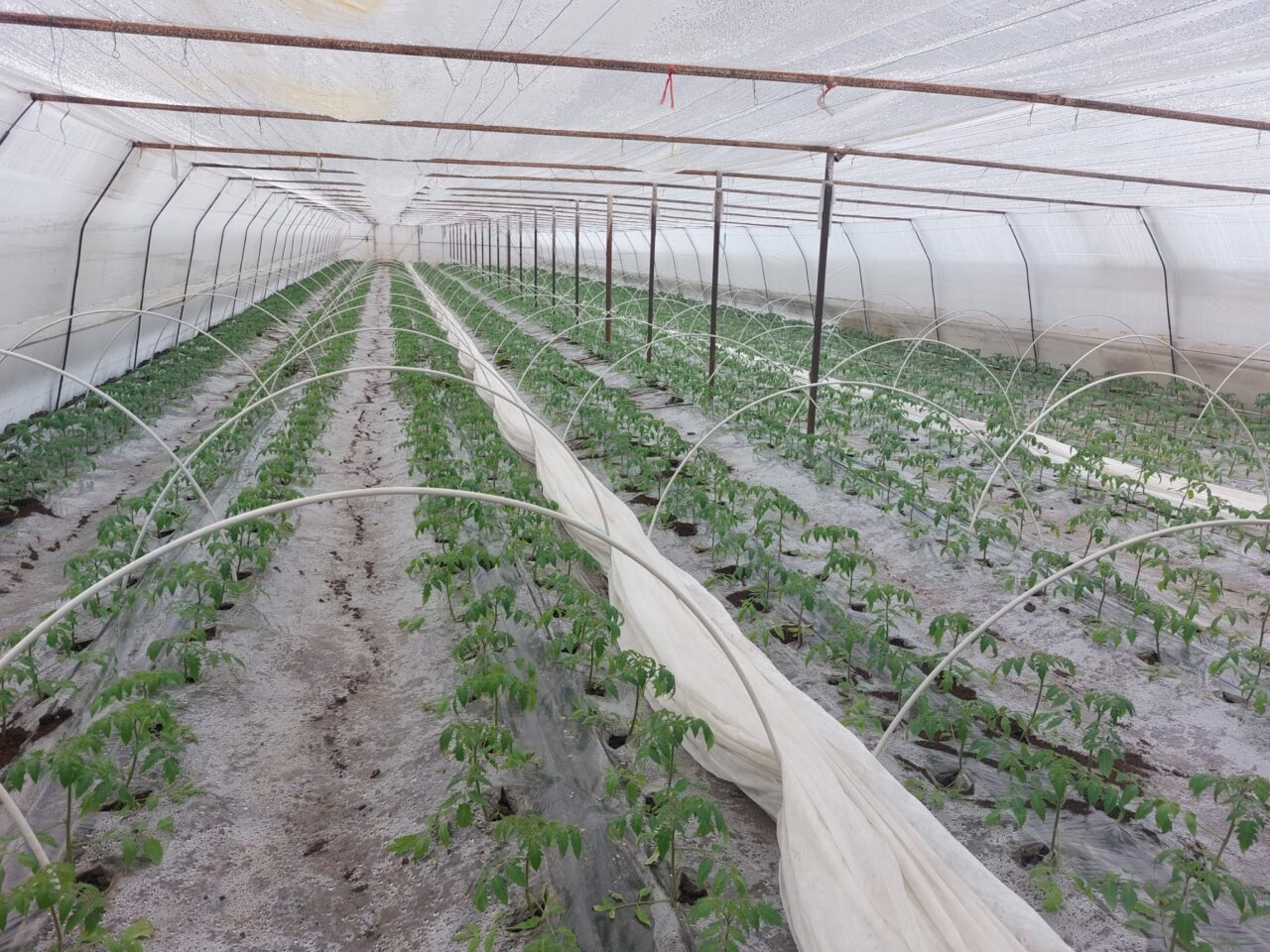 VIDEO | Roșii mai scumpe în aprilie, la tarabe. Cheltuielile duble cu încălzirea solariilor se vor reflecta în prețul tomatelor