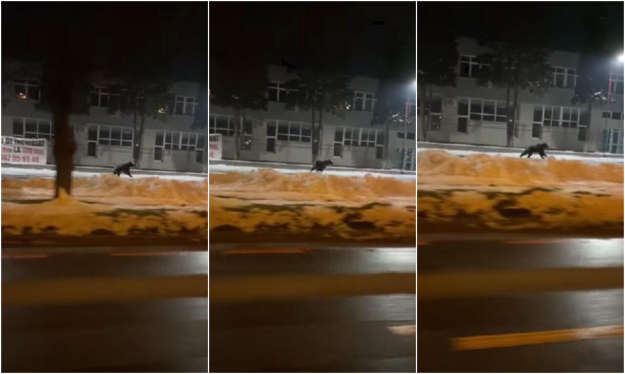 VIDEO | Un pui de urs a fost filmat în timp ce alerga pe străzile din Sibiu