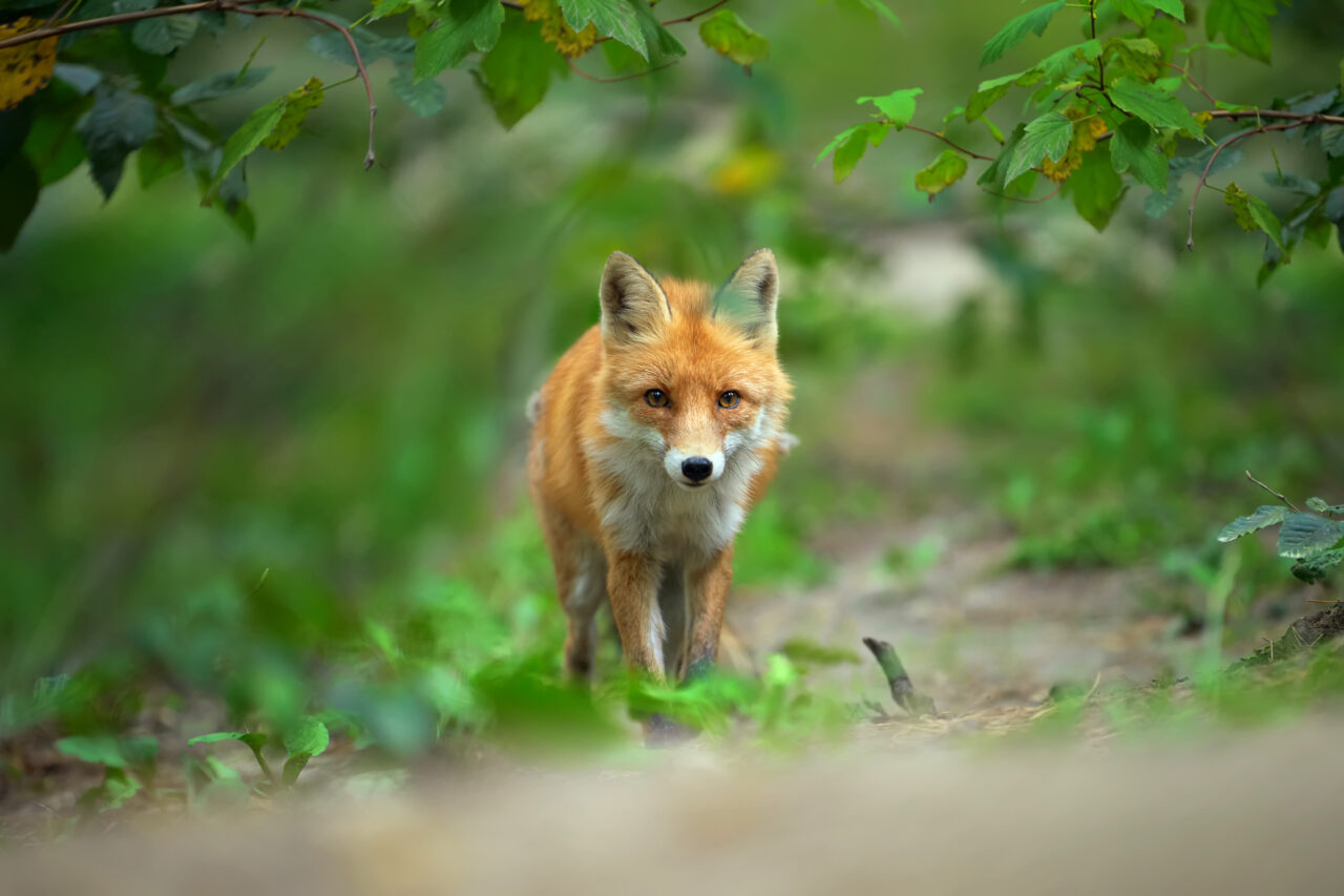 Un bărbat din Cluj-Napoca a găsit o VULPE în mașină. Ce s-a întâmplat cu animalul, după ce șoferul a sunat la 112